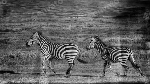 Preview: Vintage Style Black And White Image Of Zebras In The Serengeti National Park, Tanzania