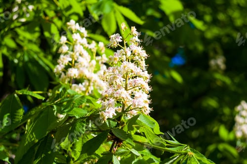 Preview: Flowering Branches Of Chestnut Castanea Sativa Tree, And Bright Blue Sky