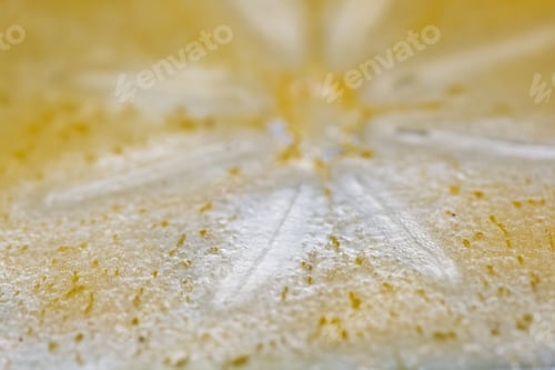 Preview: Persimmon Slice - Texture