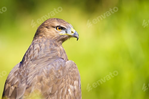 Preview: Bird Of Prey. Green Nature Background Long Legged Buzzard / Buteo Rufinus