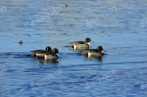 Preview: Northern Pintail Ducks Wintering At Bosque Del Apache National Wildlife Refuge In New Mexico