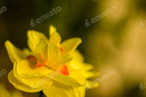 Preview: Yellow Huge Bright Daffodils