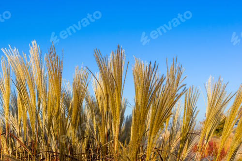 Preview: Chinese Silver Grass, Maiden Grass, Miscanthus Chinese, Miscanthus Sinensis Illuminated By Soft