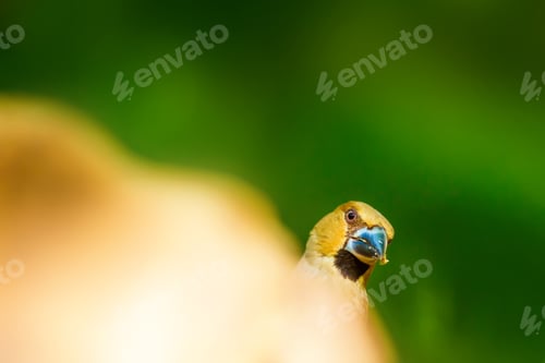 Preview: Cute Forest Bird. Green Nature Background. Hawfinch