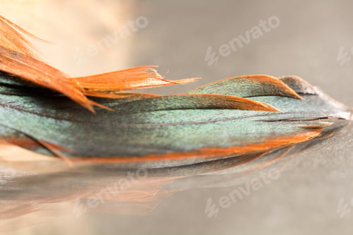 Preview: Colorful Rooster Feather With Details And Reflexions