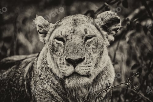 Preview: Vanishing Africa: Vintage Style Image Of An African Lioness In The Maasai Mara National Park, Keny