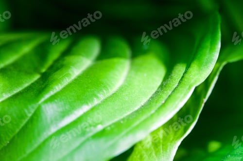 Preview: Green, Abstract Composition With Leaf Texture And Soft Focus