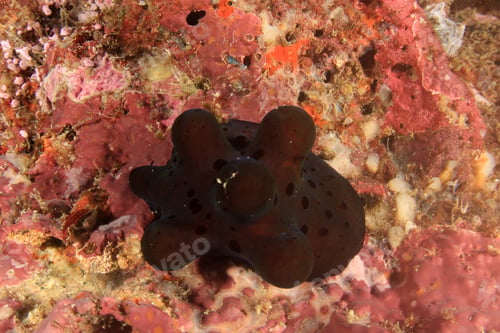 Preview: Sponge Snail