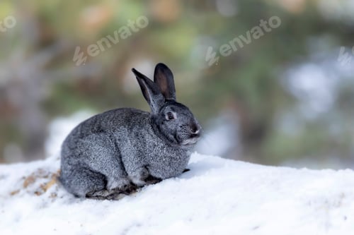 Preview: Rabbit. Winter Forest Nature Background.