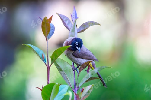 Preview: Cute Bird White Spectacled Bulbul. Nature Backgound. Pycnonotus Xanthopygos.