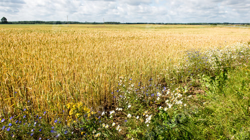 Preview: Summer Landscape With Wheat Field And Clouds In Latvia