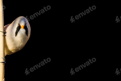Preview: Cute Little Bird. Isolated Bird And Branch. Black Background. Bird: Bearded Reedling. Panurus