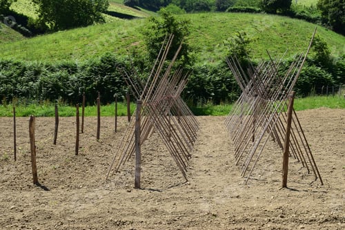 Preview: Trellis In Horticulture In The Basque Country