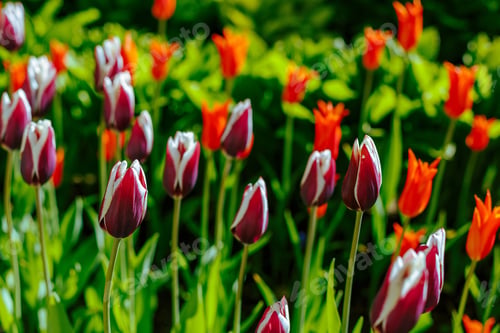 Preview: Beautiful Flowers White And Red Tulips In A Garden Or Park. The Buds Are Bulbous Plants. The