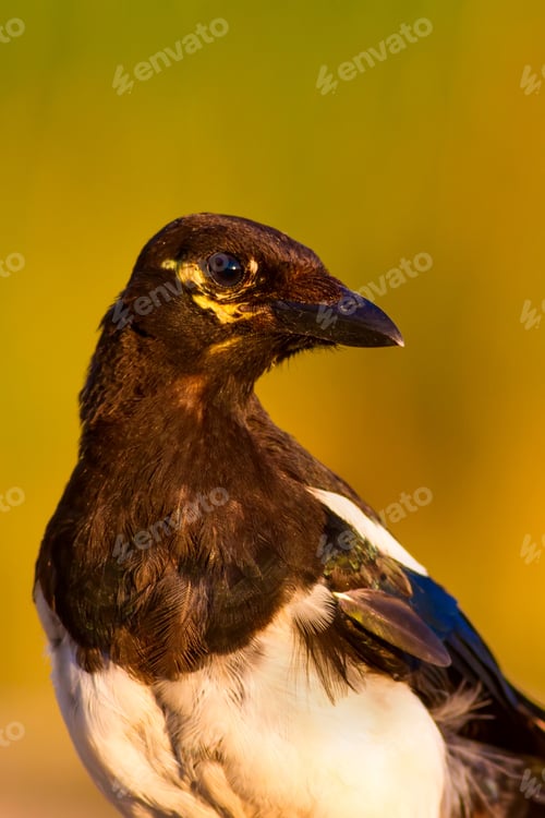 Preview: Eurasian Magpie Portrait. Green Nature Background.