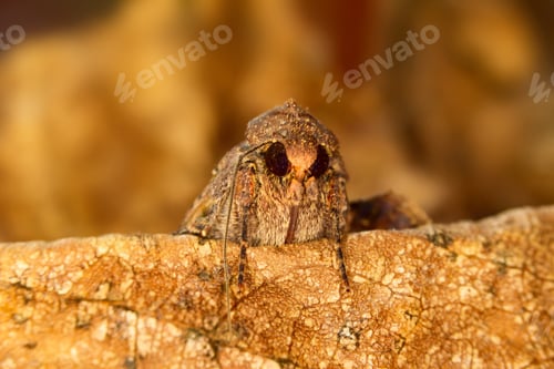 Preview: Portrait Head Of Clothes Moth. Macro Photography. Natural Yellow Background.