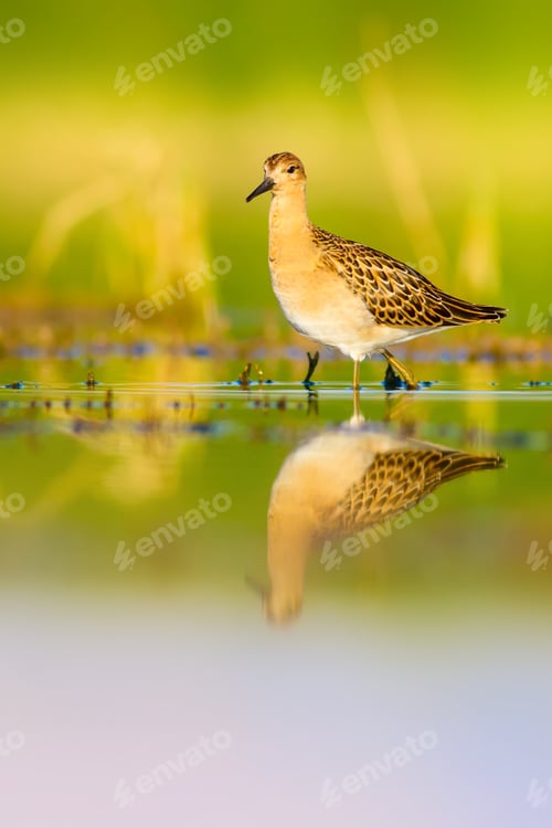 Preview: Cute Water Bird. Nature Background.