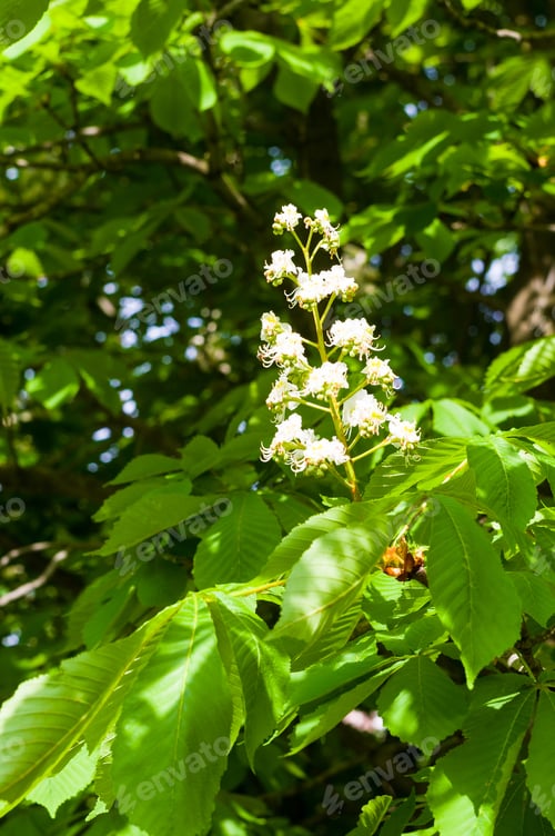 Preview: Flowering Branches Of Chestnut Castanea Sativa Tree, And Bright Blue Sky