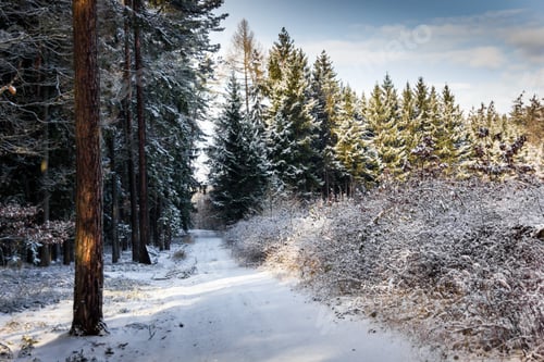 Preview: Countryside Road In Winter Forest In National Park "Sumava", Czech Republic.