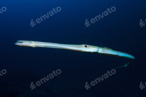 Preview: Cornetfish With Remora Fish
