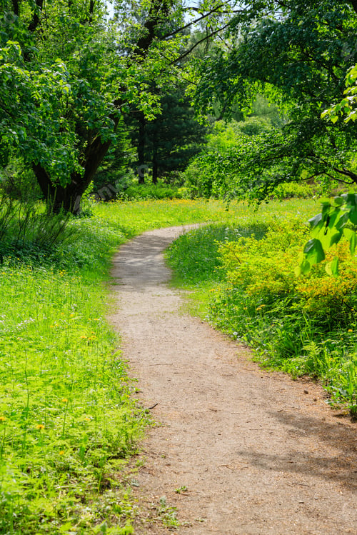 Preview: Beautiful Summer Landscape With Meadow Grasses, Trees And Flowers. Sunny Summer Morning In The
