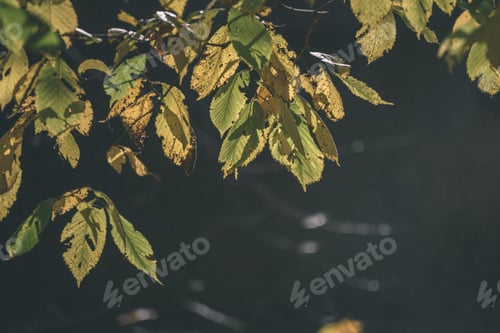 Preview: Autumn Gold Colored Leaves In Bright Sunlight In Forest On Dark Blur Background - Vintage Retro
