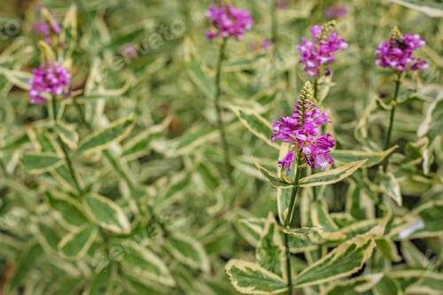 Preview: Physostegia Virginiana Variegata Flowering In The Garden