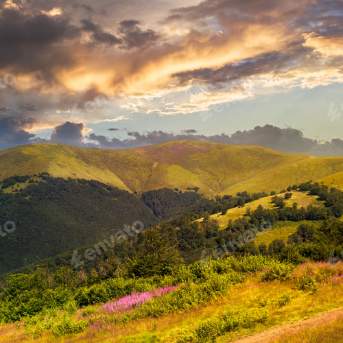 Preview: High Wild Grass And Purple Flowers At The Top Of The Mountain At Sunset