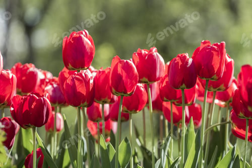 Preview: Group Of Many Red Tulips With Natural Background