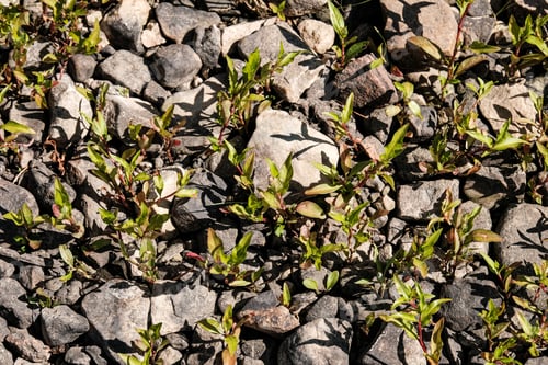 Preview: Ground Soil Texture With Tree Roots And Old Vegetation Leftovers. Abstract Background