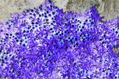Preview: Abstract Composition From Tree Bark With Moss And Lichens And Inverted Colors
