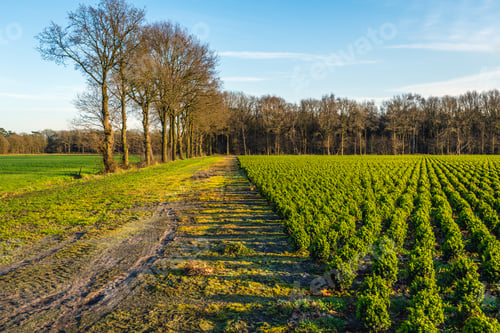 Preview: Atmospheric Rural Dutch Landscape On A Sunny Day In The Winter Season. Beside A Boxwood Nursery Are