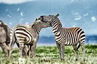Preview: Vintage Style Image Of Zebras In The Lake Nakuru National Park In Kenya, Africa