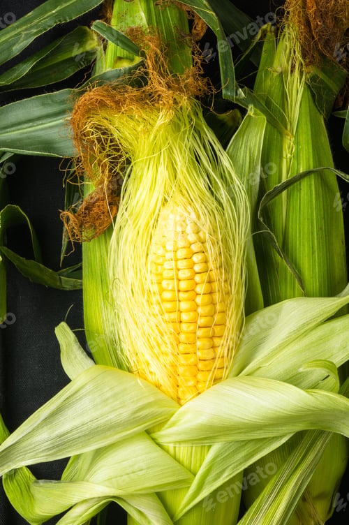 Preview: Fresh Corn On Cobs On Black Background, Closeup