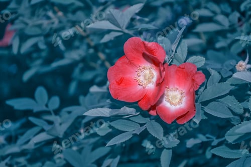 Preview: Wild Rose Buds Colorful Flowers On A Background Summer Landscape