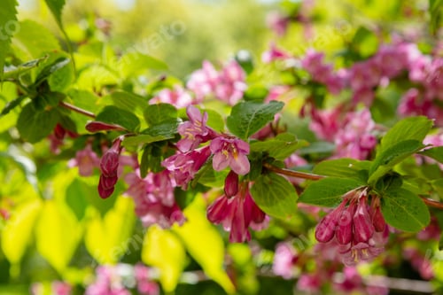 Preview: Flowers Of Weigela Florida. Blooming Pink Weigela (Weigela Florida) In Spring Garden In Sunny Day