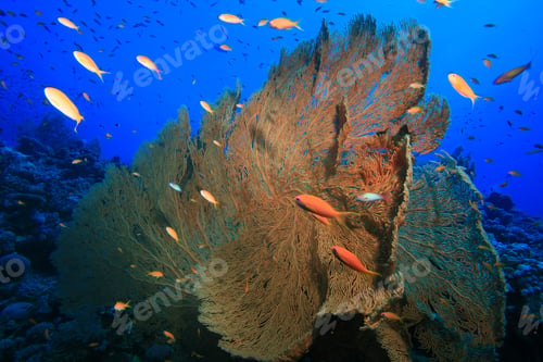 Preview: Gorgonian Fan Corals