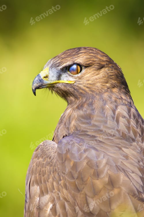 Preview: Bird Of Prey. Buzzard Portrait. Green Nature Background. Bird: Long Legged Buzzard. Buteo Rufinus.