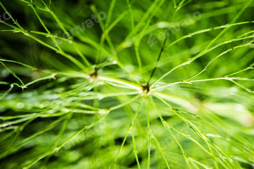 Preview: Abstract Foliage On Green Background In Wet Forest