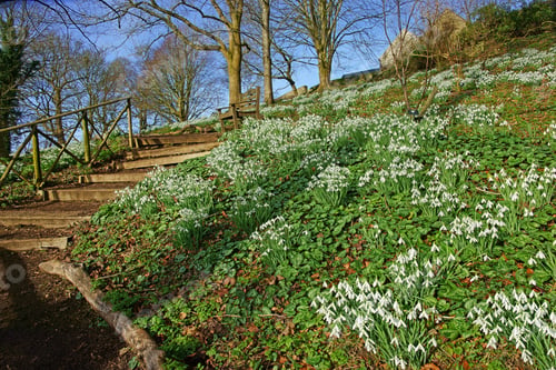 Preview: A Grassy Bank Full Of Early Spring Snowdrops, Galanthus Nivalis, In Rococo Garden A Beech Woodland