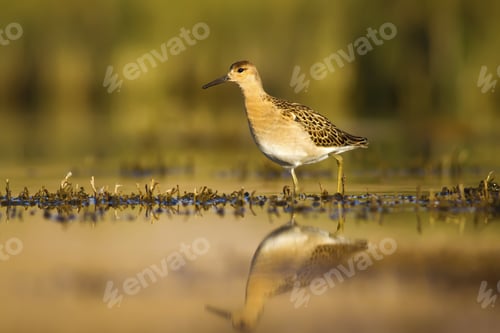 Preview: Nature Habitat And Water Bird. Feeding Bird. Green Yellow Nature Background. Common Water Bird