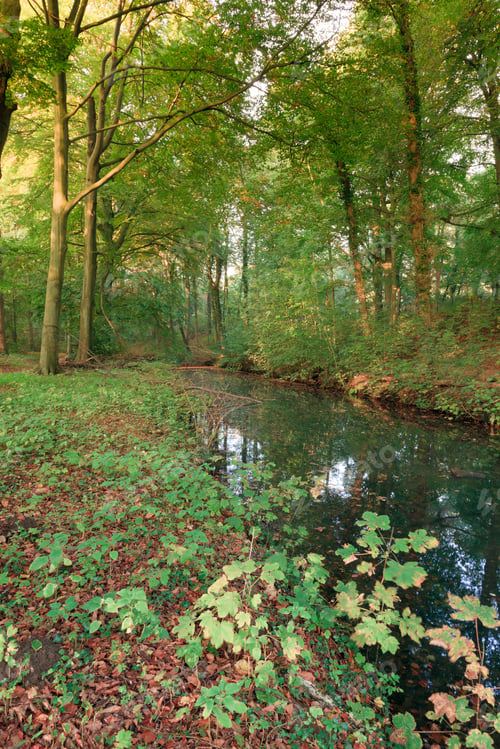 Preview: Forest In Autumn With Pond