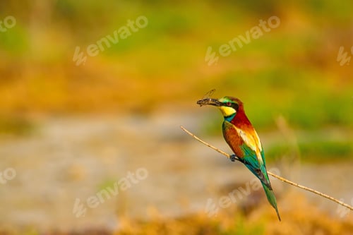 Preview: Colorful Bird. Nature Background. European Bee Eater. Merops Apiaster.