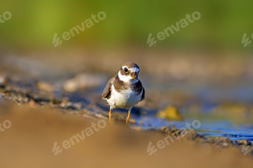 Preview: Nature And Bird. Cute Little Water Bird. Colorful Nature Background. Bird: Common Ringed Plover.