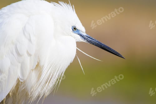 Preview: Beautiful White Heron. Colorful Nature Background. Heron: Little Egret. Egretta Garzetta.