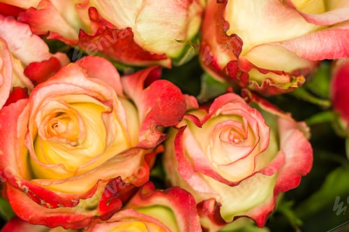 Preview: Beautiful Large Bouquet Of Yellow-Red Roses. Nature. Close Up, Selective Focus