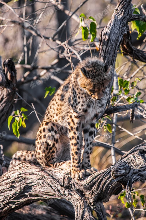 Preview: Cheetah (Acinonyx Jubatus Soemmeringii) In The Okavango-Delta In Botswana