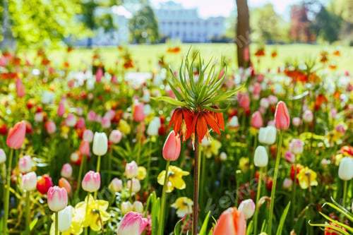 Preview: Beautiful Orange Flowers Fritillaria In The Garden Or Park. The Buds Are Bulbous Plants. The