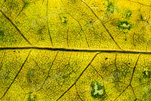 Preview: Autumnal Dried Leaves - Texture