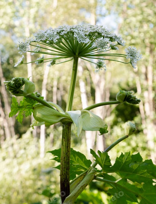 Preview: Heracleum Sosnowskyi Is Apoisonous Plant, Commonly Known As Giant Hogweed, Cartwheel-Flower, Giant